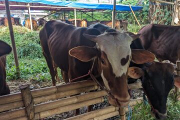 Hewan Sapi